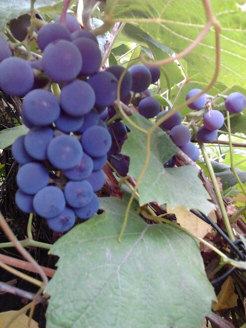 Сорт винограда для северо запада россии фото с названиями и описанием