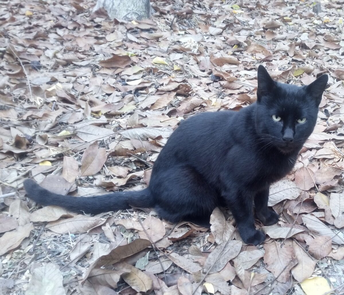 Чёрный Мавр собственной персоной. Фото автора