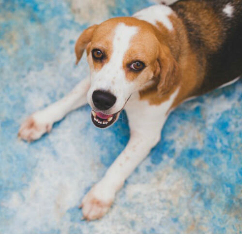 Потеря аппетита