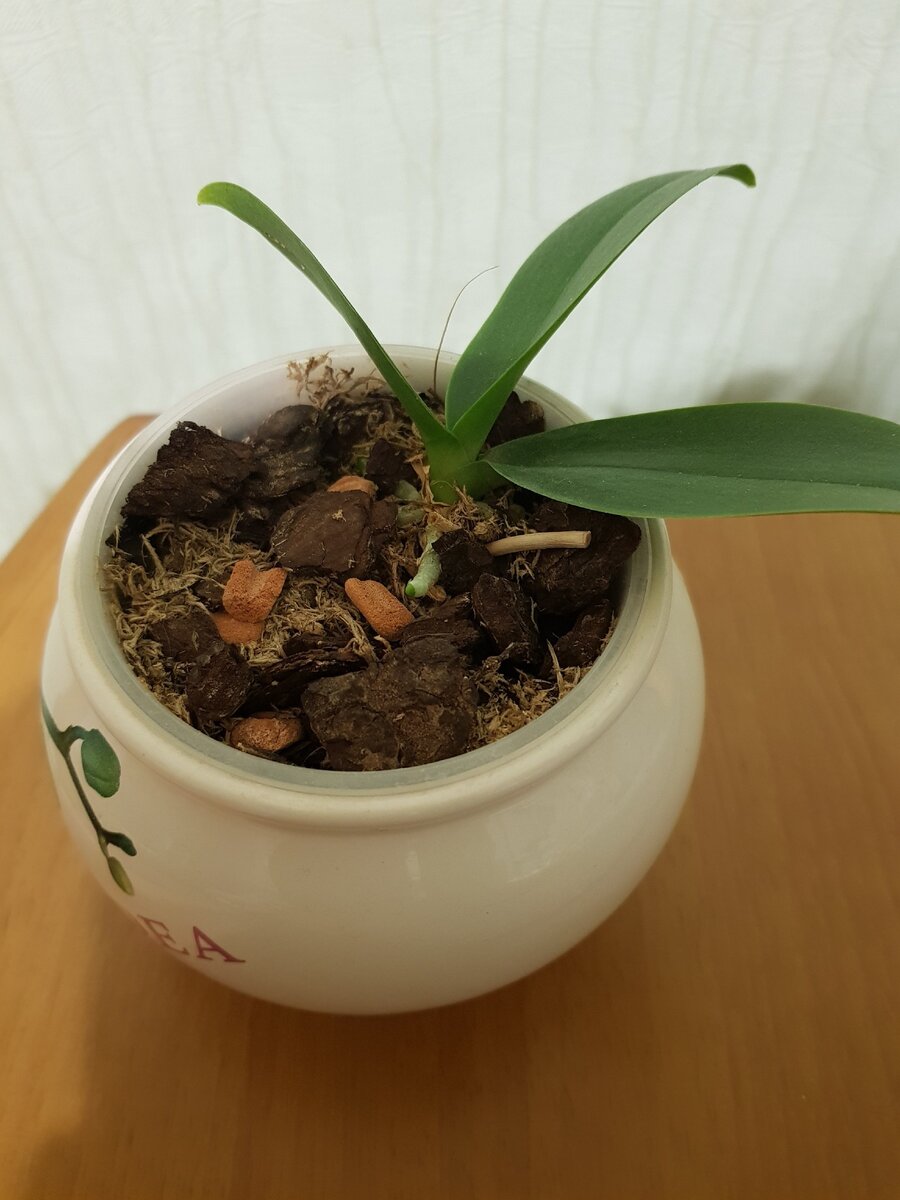 Орхидеи в непрозрачных горшках можно ли