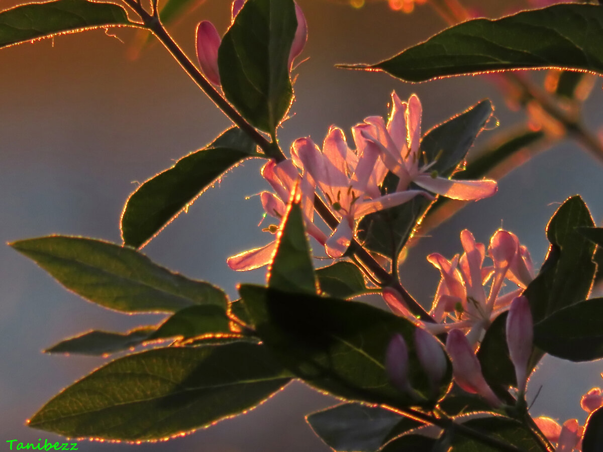 Жимолость Татарская grandiflora