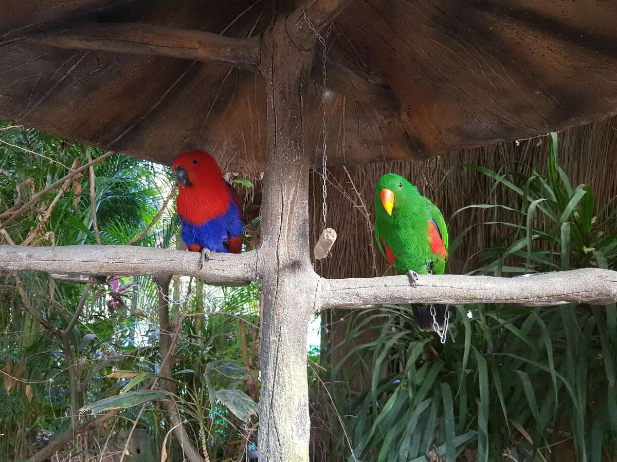 Жители зоопарка на территории Романтического парка