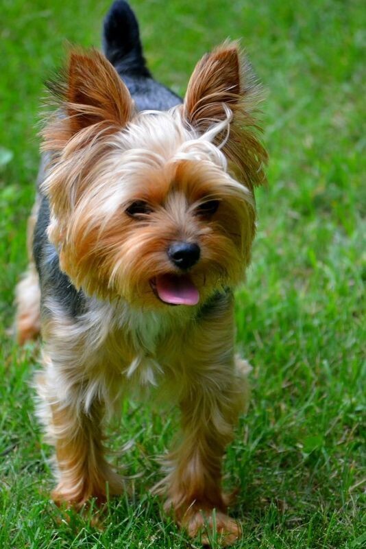 Этой породы собачка 