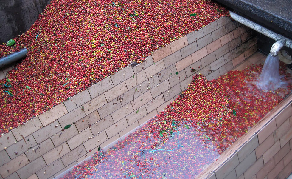 мытая обработка кофе. депульпатор кофе. депульпатор кофе. мытая обработка кофе. мытая обработка кофейной ягоды.