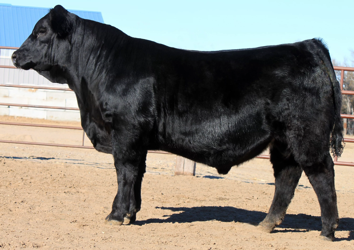 откорм крс. сколько стоят бычки живой вес. сколько стоят бычки живой вес. силос для коров. таблица живого веса крупного рогатого скота.