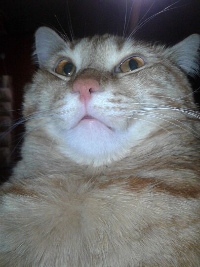 кот, отобранный у мальчишек