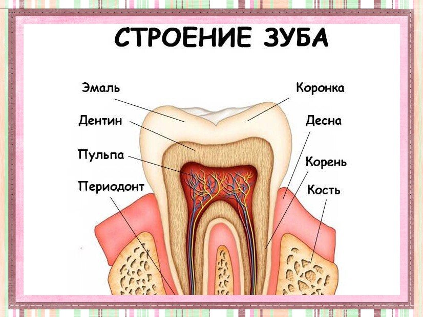 Зубы и их строение. Строение зуба. Строение зуба без подписей.