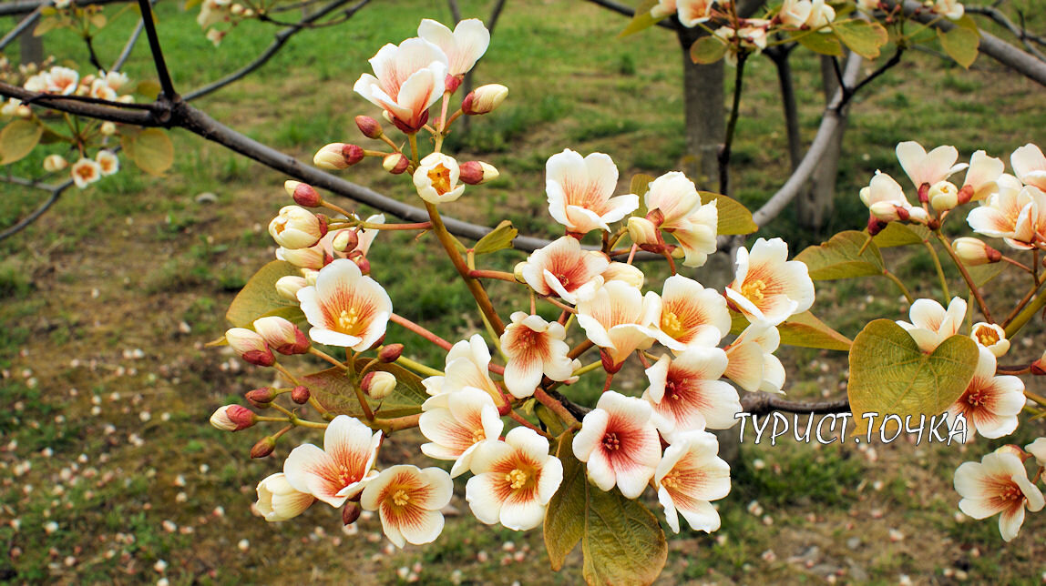 Тунг Форда. Дендрарий Сочи в мае