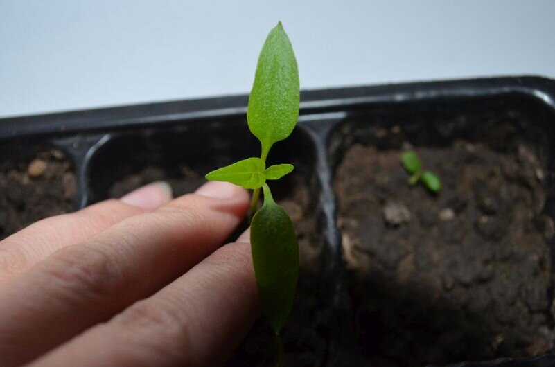 Рассада перца в этом сезоне.