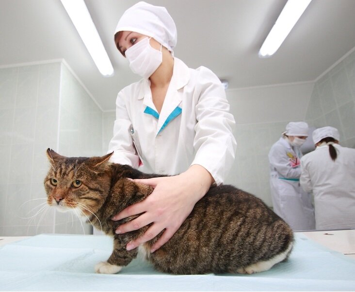 Профессия ветеринар. Мифы