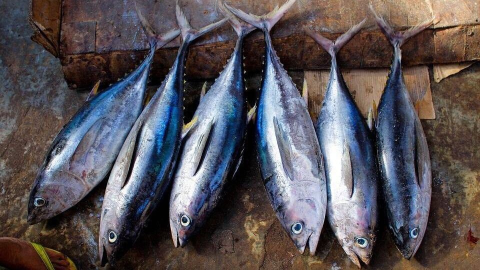 Тунец. Фото с сайта rossaprimavera.ru