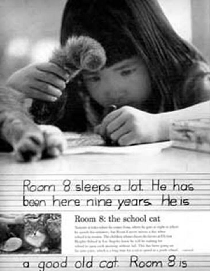 Кота сдвигали только в крайних случаях, к примеру он мог развалиться на тетрадях. 