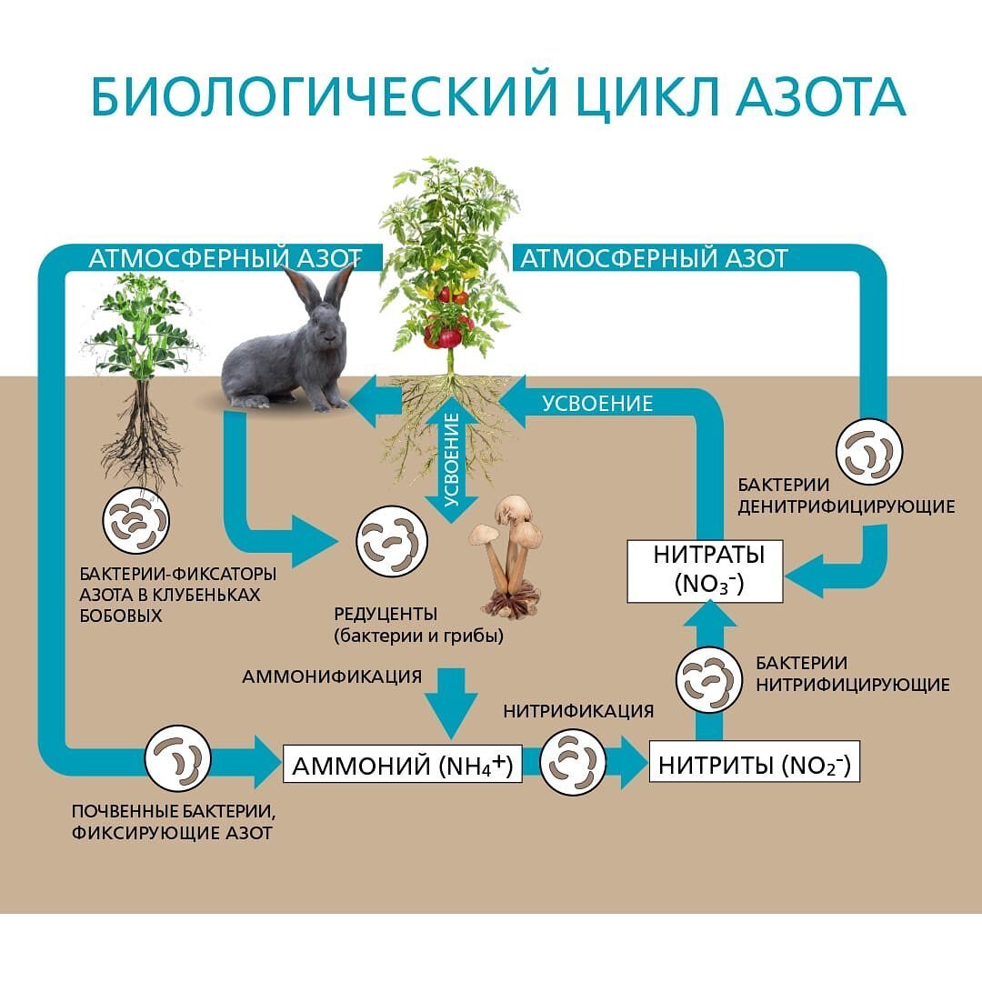 Схема как нитраты попадают в организм человека