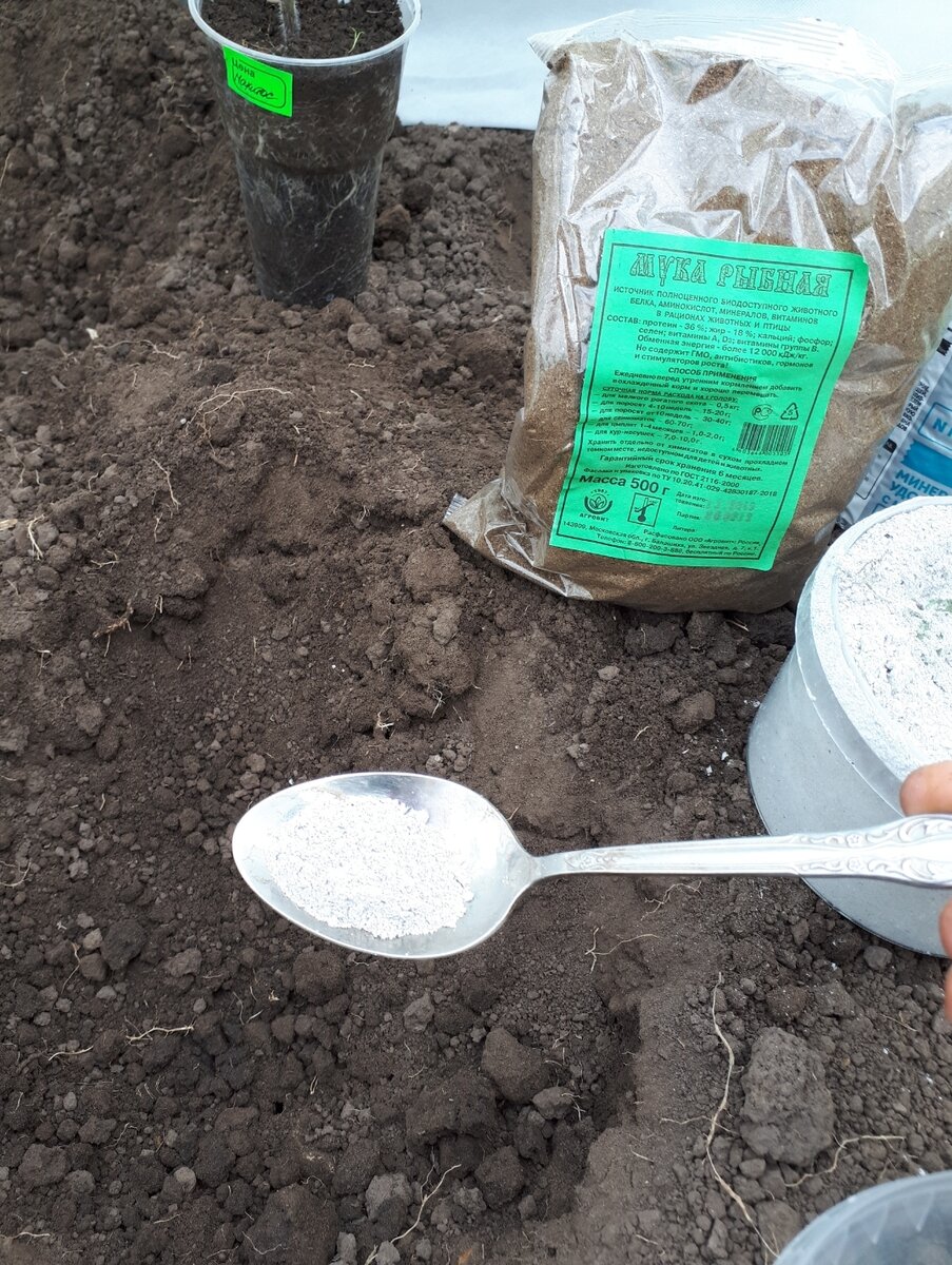 В лунку при высадке томатов. Удобрение почвы. Посев в лунки. Удобрение для помидор в лунку. Лунки для рассады помидор.