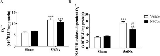 Скачать: Скачать high-res image (129KB)
Скачать: Скачать полноразмерное изображениеИнжир. 4. А ) уровень базального супероксидного аниона (O 2•–) и B) активность НАДФН-оксидазы в почках после инфузии физиологического раствора или Нпцдк. Группы sham и 5 / 6Nx подвергались непрерывной внутривенной инфузии транспортного средства (физиологический раствор, 100 мкл/кг/мин) или NPCdc (7,5 мкг/кг / мин) в течение 70 мин непосредственно перед удалением почек. Данные представлены в виде средних ± S. E. M., n = 6-8 различных выборок. Результаты были проанализированы с помощью двухсторонней ANOVA с последующим тестом множественных сравнений холма-Сидака. *** P < 0,001: против sham; # # P