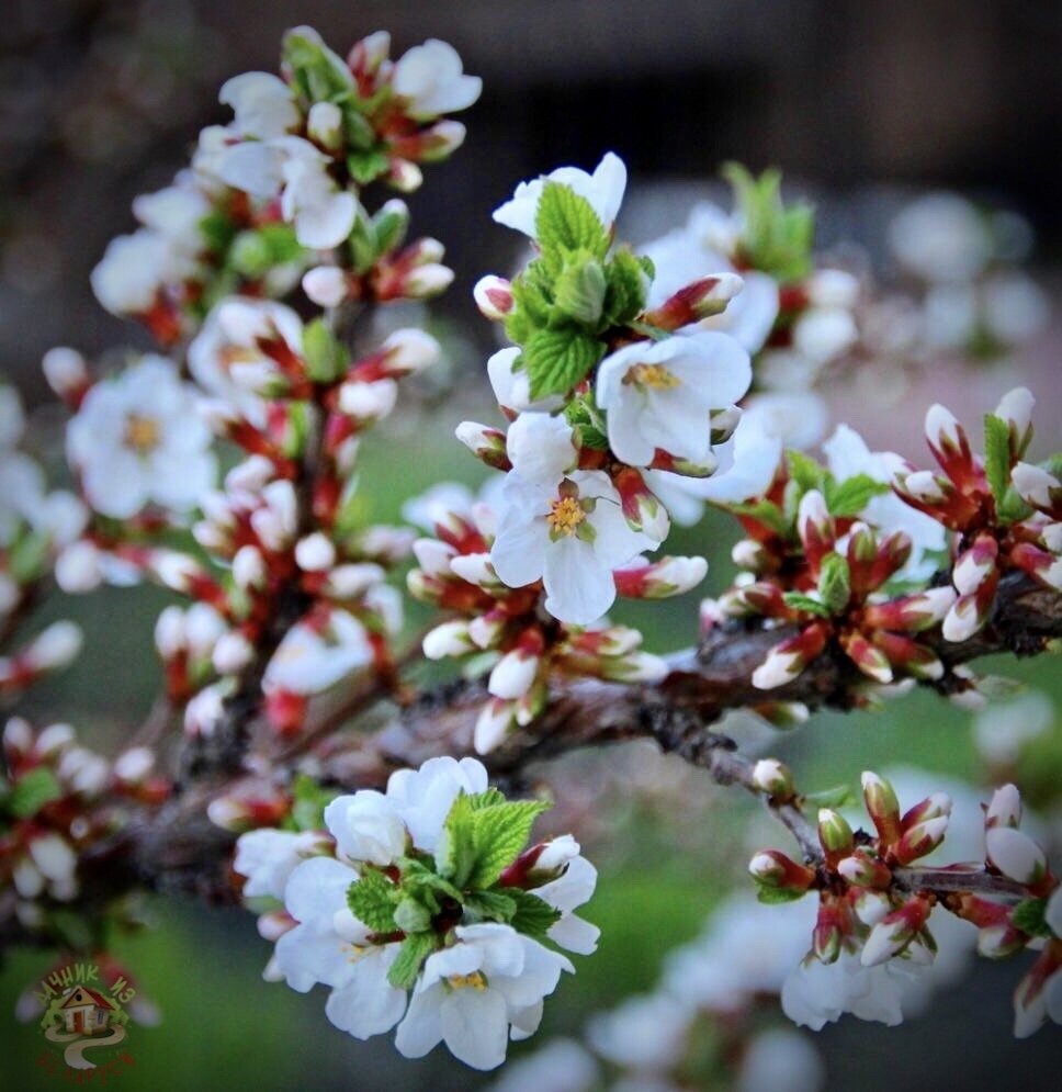 Красивое цветение😍