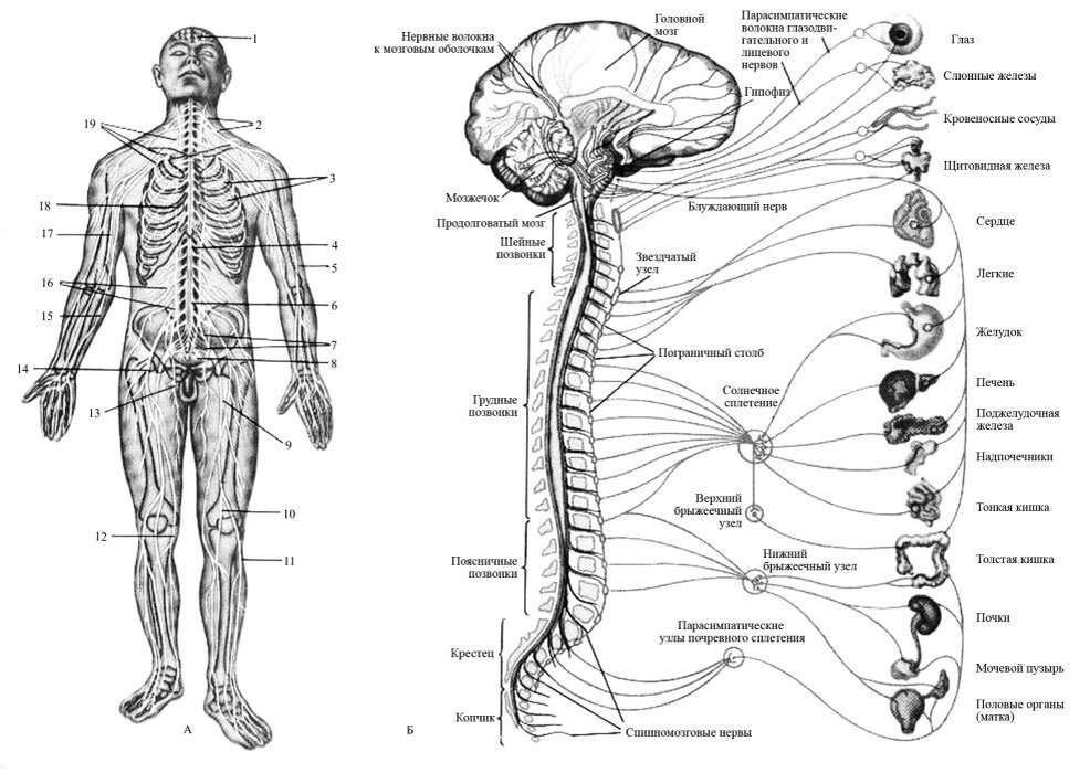 Нервные узлы сплетения. Нервные сплетения анатомия человека. Схема спинномозговые сплетения. Нервные сплетения человека схема расположения. Нервные сплетения спинномозговых нервов анатомия схемы.