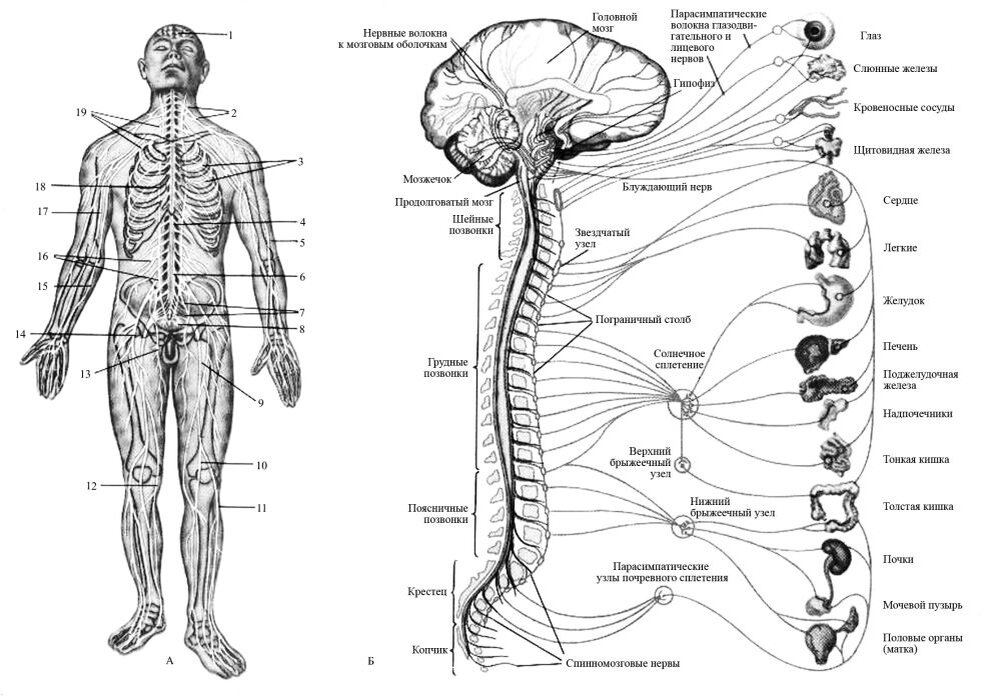 Включи соединение человека. Нервные сплетения анатомия человека. Нервная система человека схема расположения. Схема спинного нервной системы. Схема нервных сплетений человека.