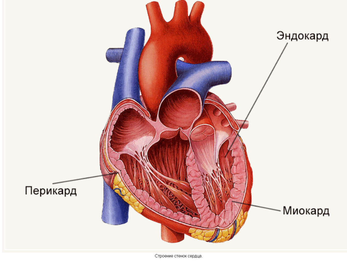 Деформировано сердце