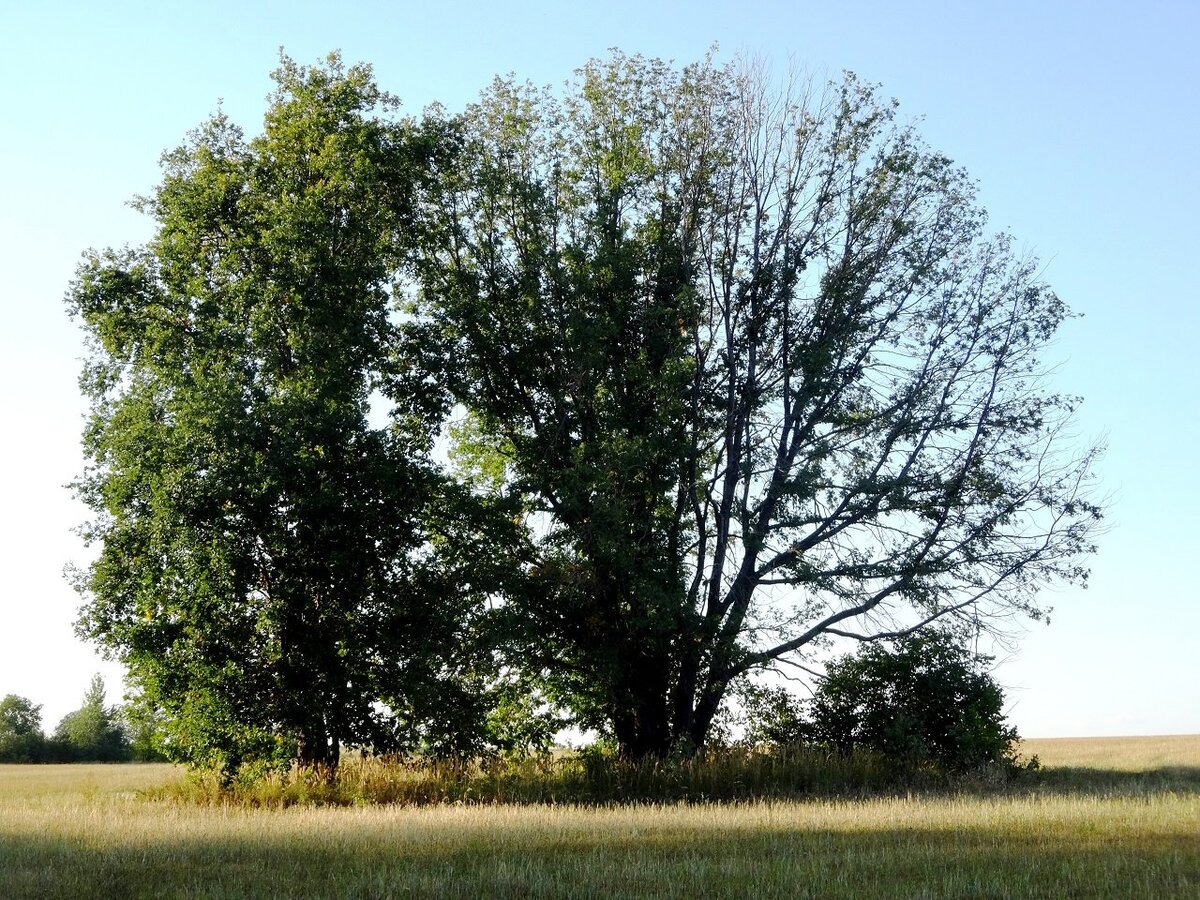 Дерево жизни дуб. Дуб в Татарстане. Деревья семейства буковых. Дуб Кисловодск. Деревня вокруг дуба.