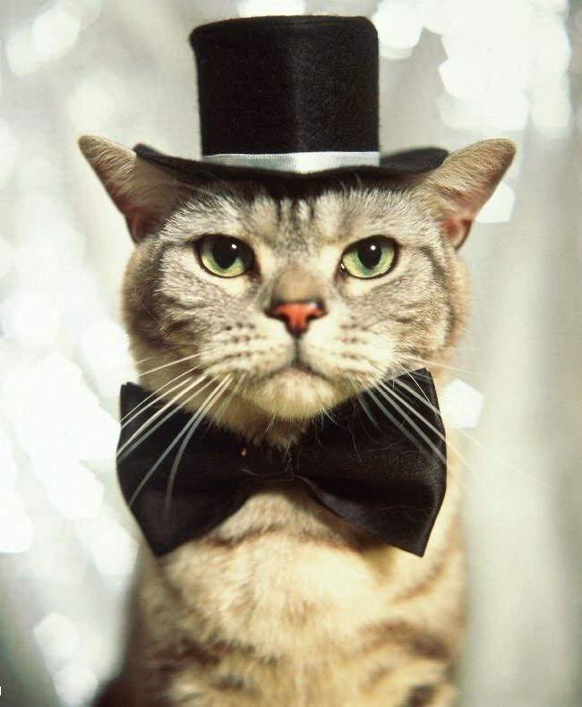 Взято с сайта https://murchim.ru/foto-i-kartinki-koshek/vazhnye_koty/kot_v_futljare_i_s_babochkoj/90-1-0-383