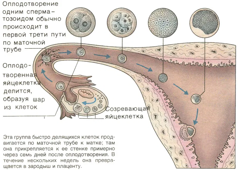 Беременность по дням с момента овуляции