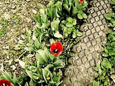 расстояние между лентами лучше оставлять 2-5 см, чтобы проросшая трава украсила дорожку. 