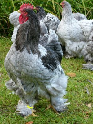 кохинхин голубой.