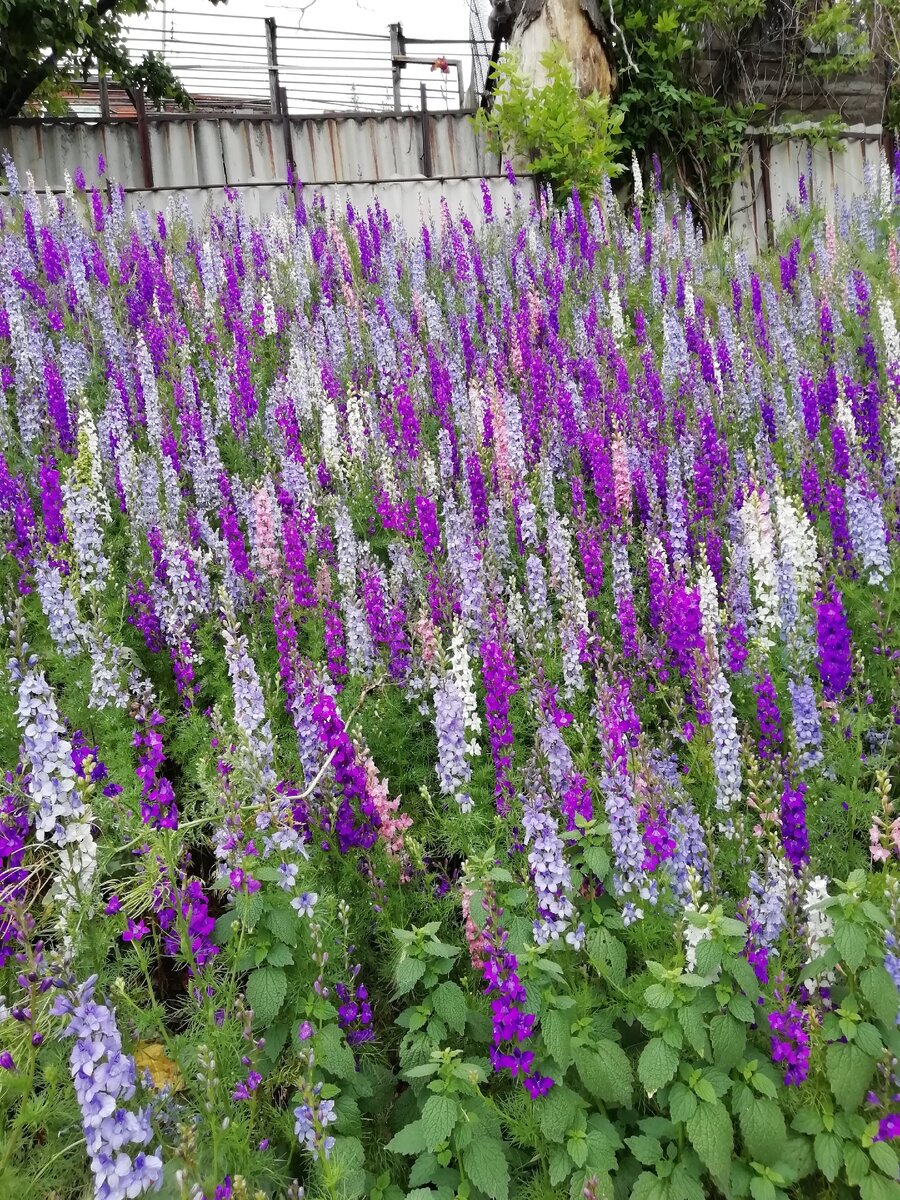 Трава по пояс... 