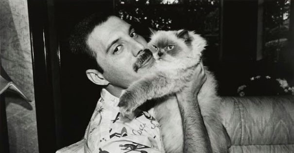 Фредди и кошки