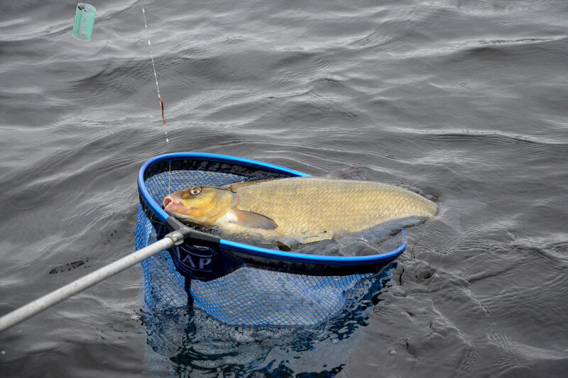 Ловля леща на фидер
