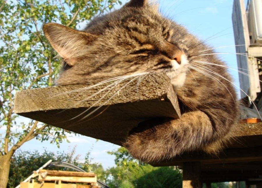 Вот кот халявщик? Или борец с мышами? (картинки яндекс)