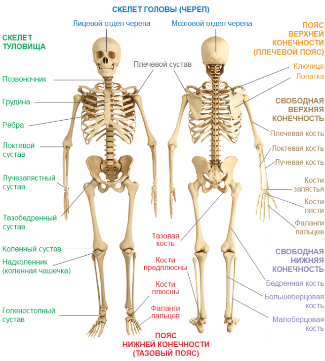 Скелет человека наглядное пособие