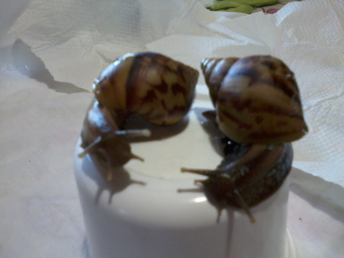 немного подросли, сидят на банке от сметаны (старые снимки)