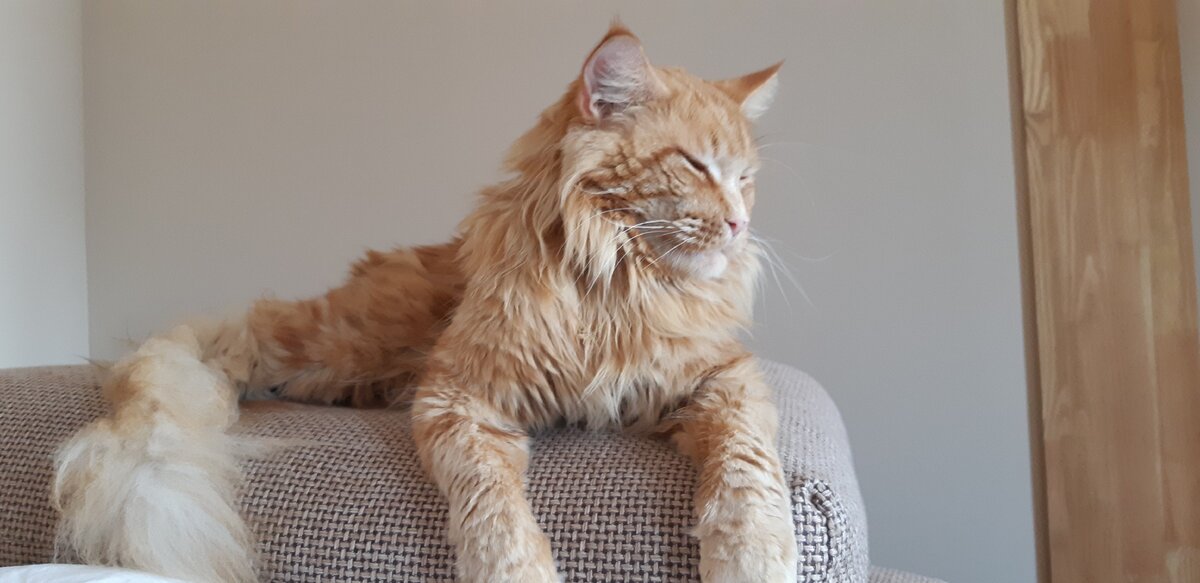 Мейн-кун Барсик. Листайте вправо. Фото автора. 