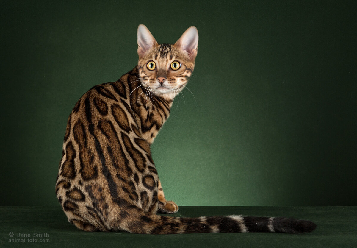 Бенгальская кошка