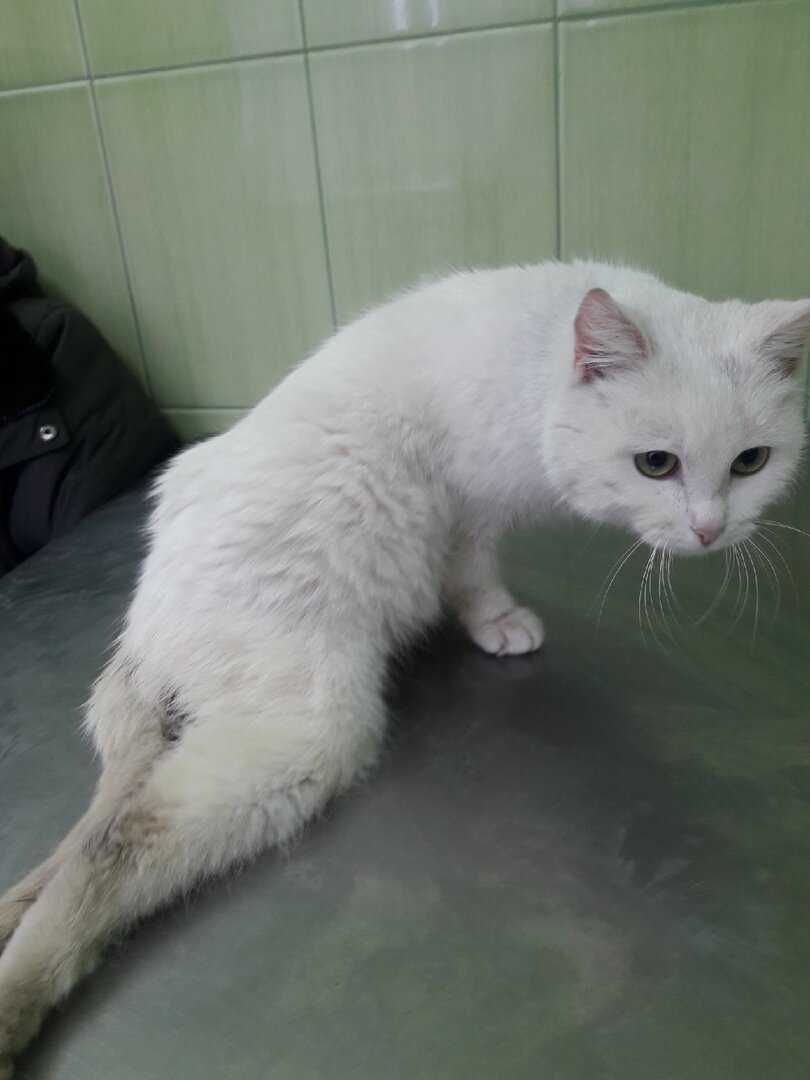 Вот в таком виде кошечка была доставлена в ветклинику.