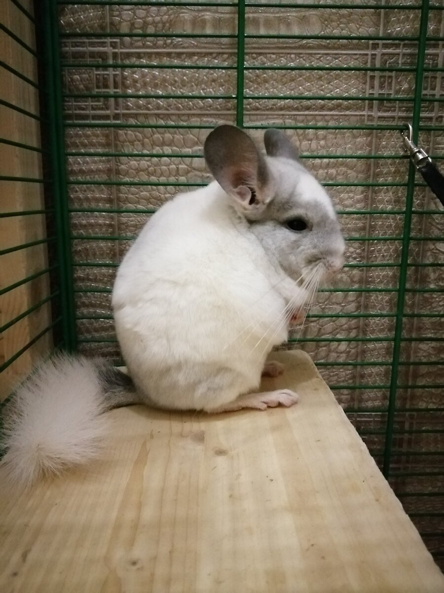 Крохотная Морошка превратилась в важную самочку, хотя ей только около 6 месяцев. 