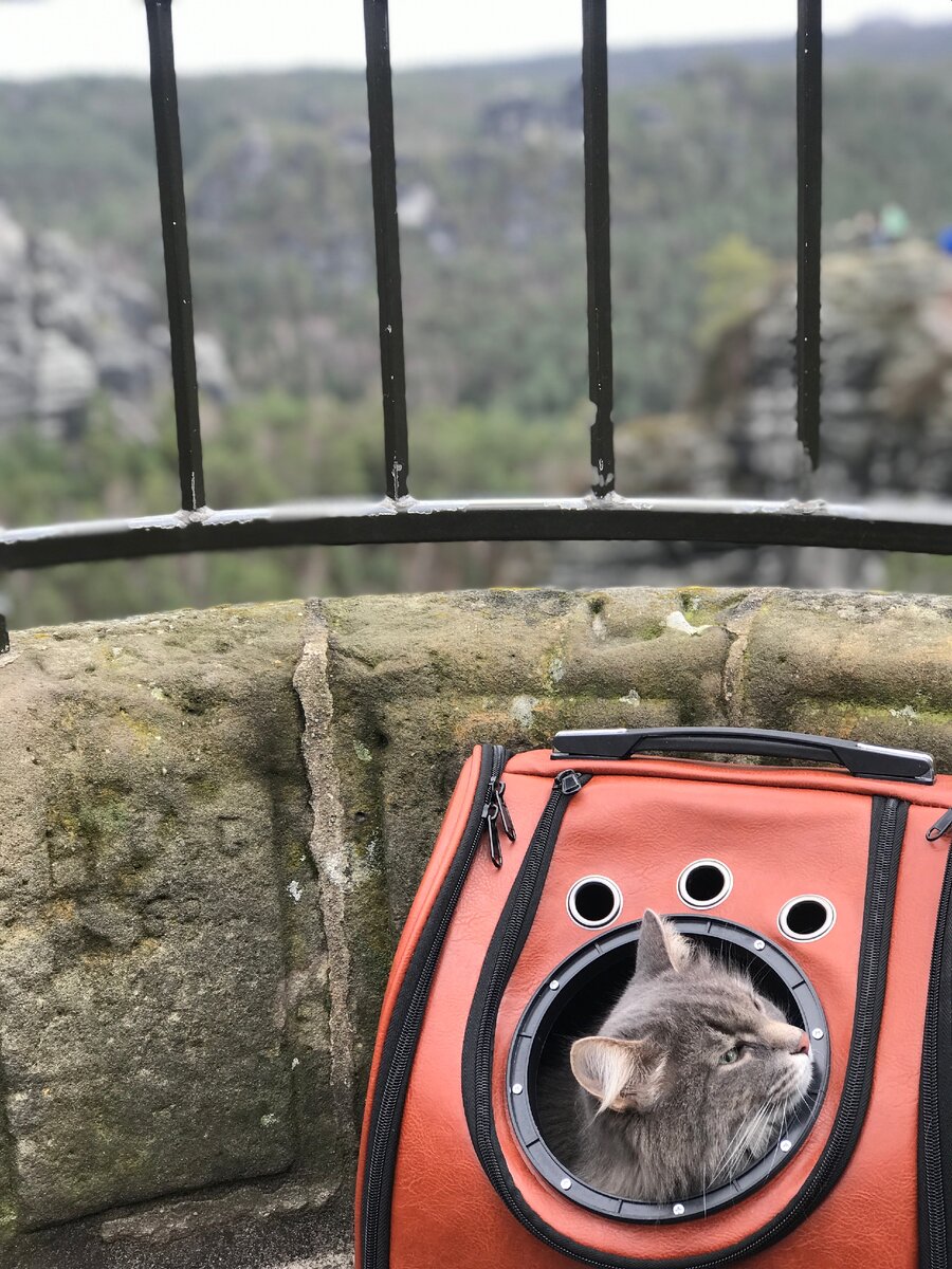 В своём космическом рюкзаке принюхивается к воздуху Саксонской Швейцарии