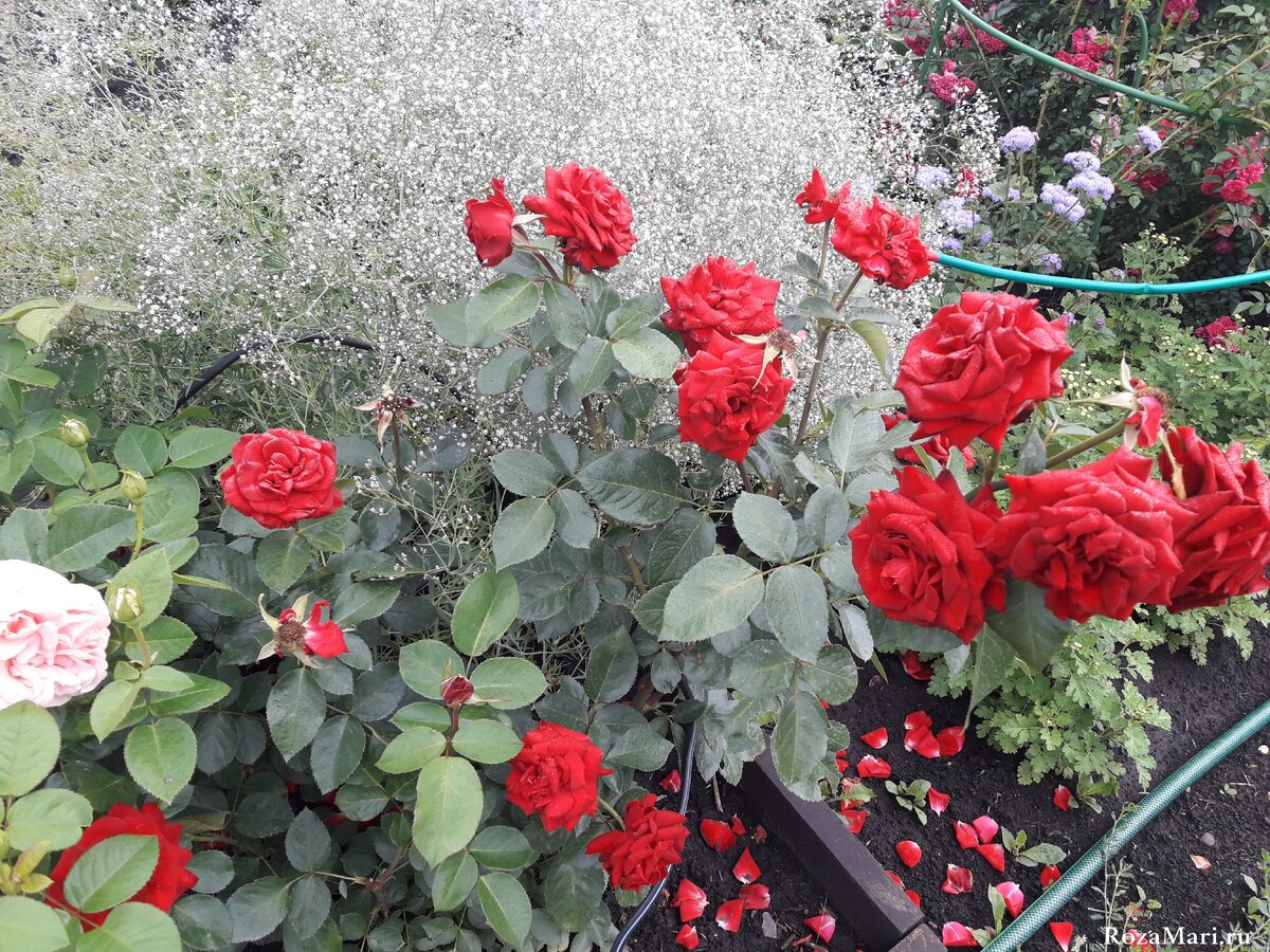 Розы Флорибунды непрерывного цветения. 3 фаворитки моего сада сезона 2020