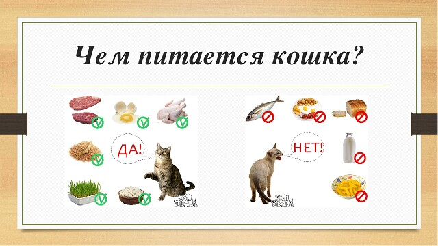 Чем питается кошка?