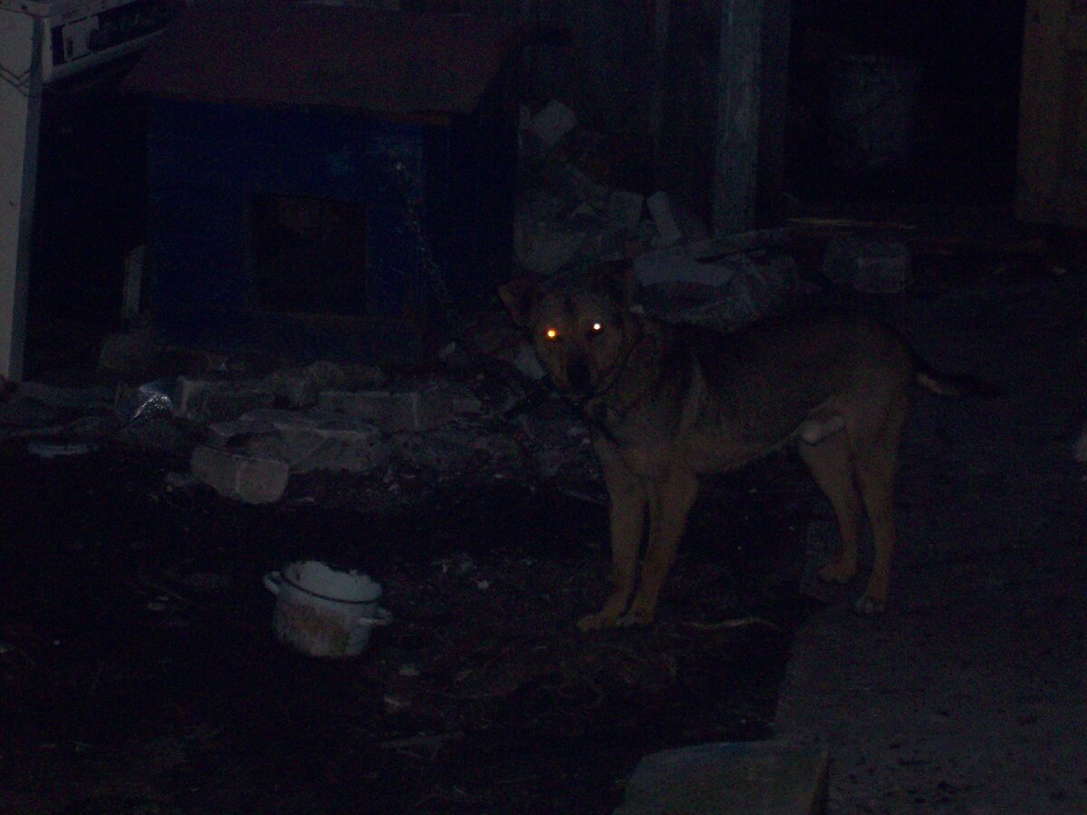 Ночной дозор