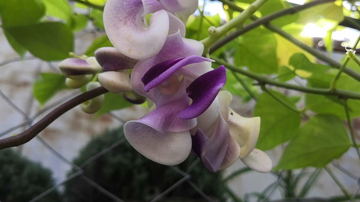 Vigna caracalla