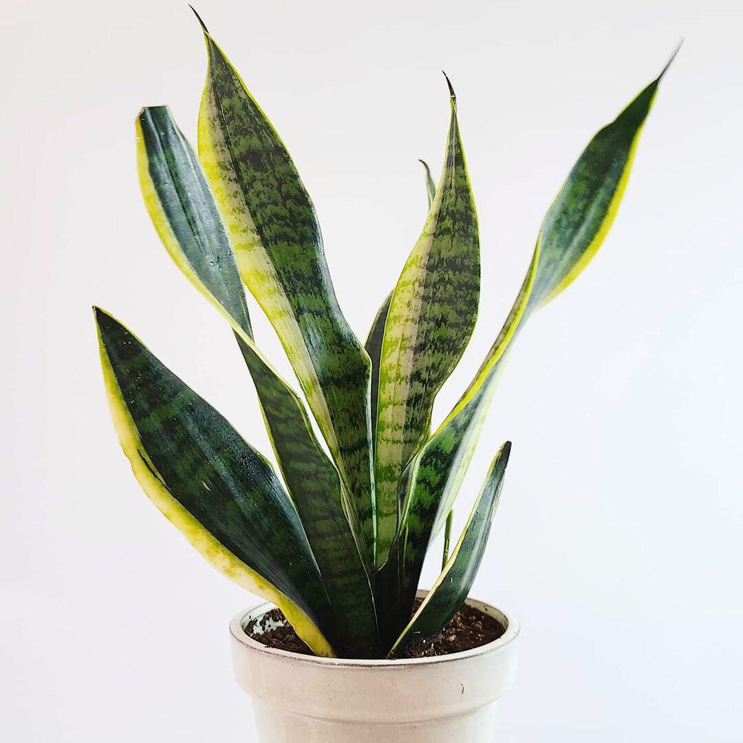 Сансевиерия трёхполосная (Sansevieria trifasciata)