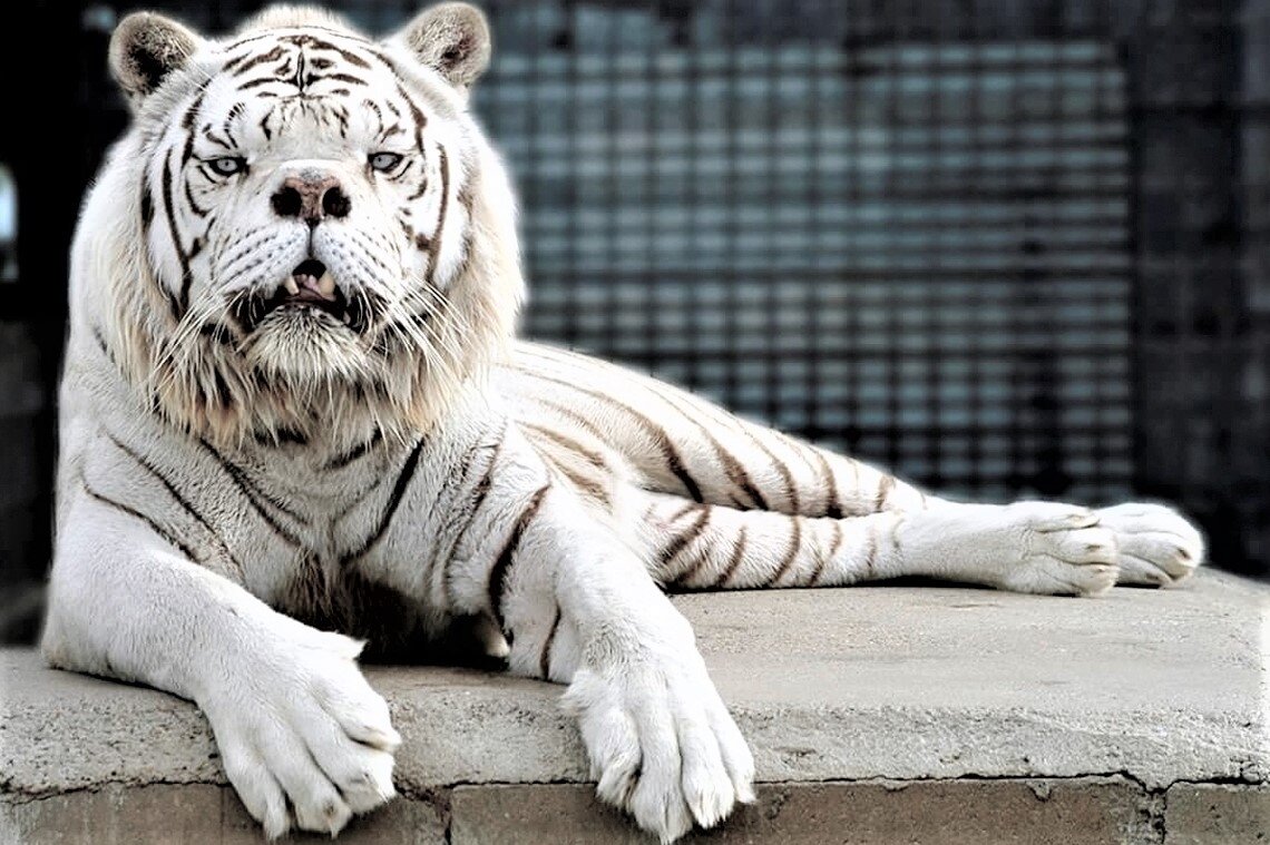 Трагедия белых тигров | Клуб любознаек | Дзен