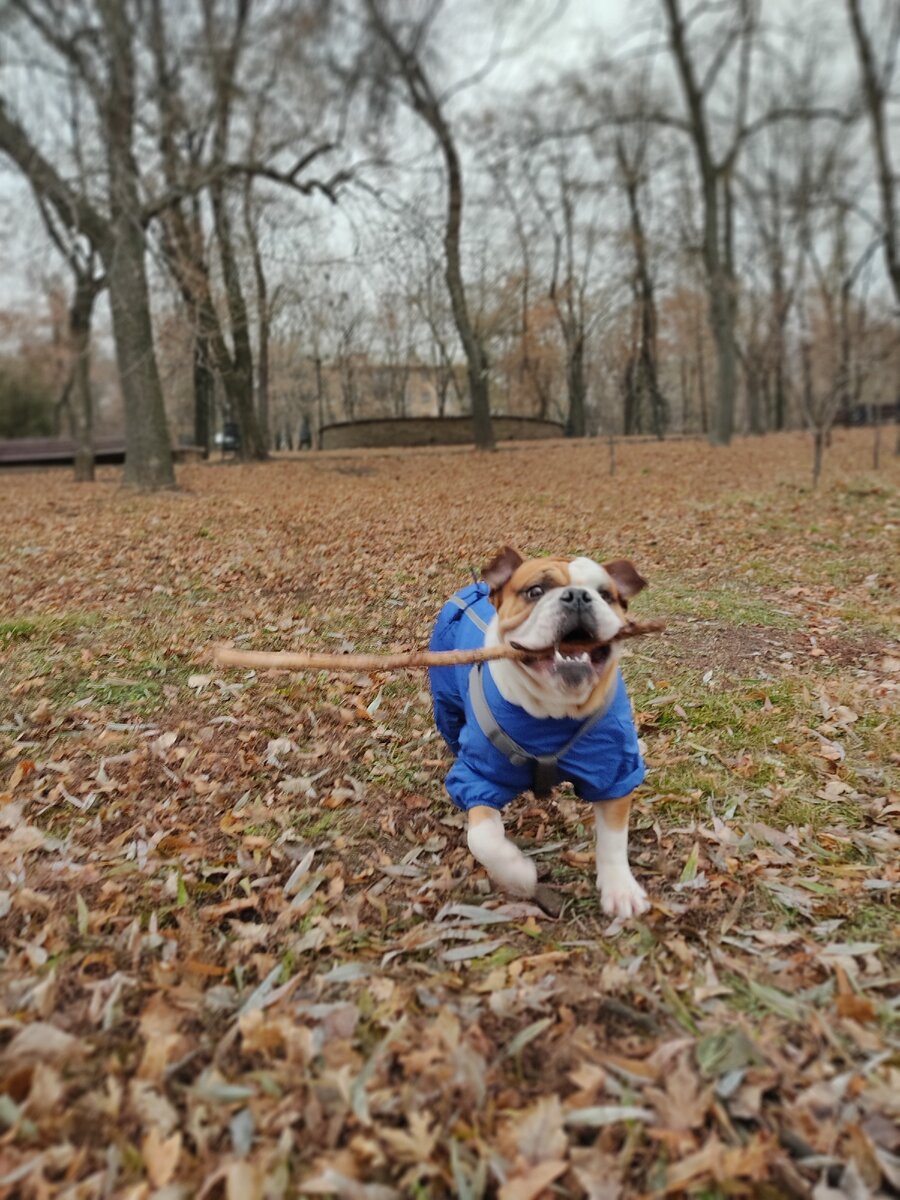 Друзья , напишу о том, как спасти жизнь своему питомцу, если резко началась аллергия и рядом нет ветеринара.  