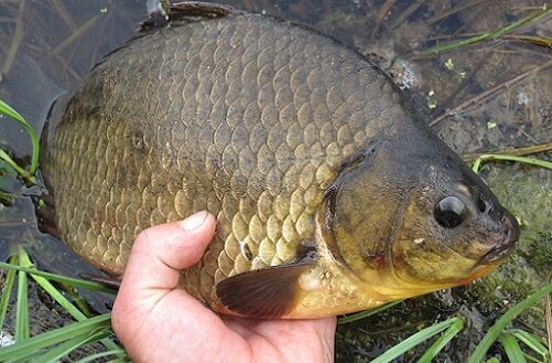 Маленький карасик) 