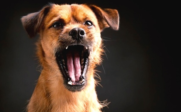 Нервное поведение собаки в квартире при отсутствии человека