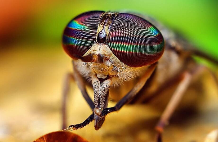 Муха цеце. Ее вред принес пользу. Фото: из открытых Интернет-источников