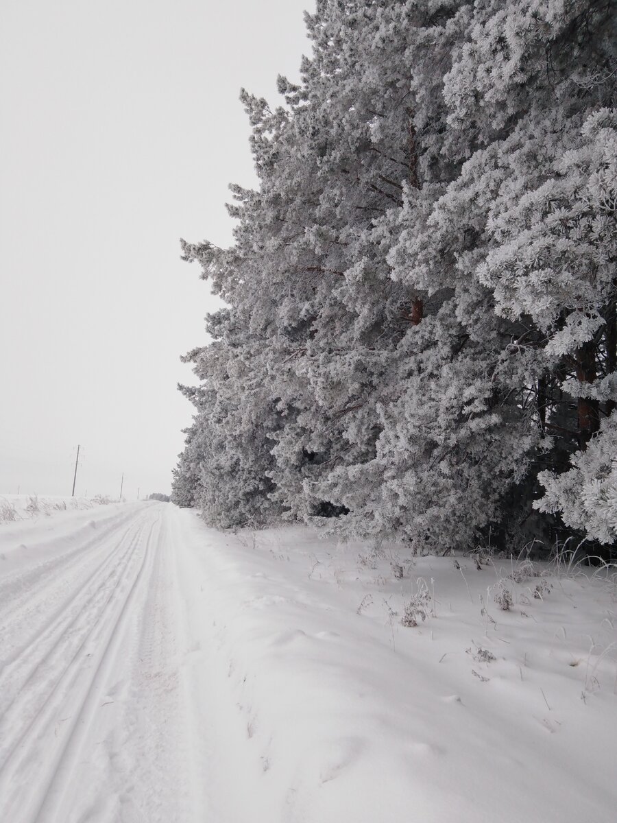 Неподвижной бахромой покрылся  зимний темный лес и неподвижной волшебной жизнью он блестит.